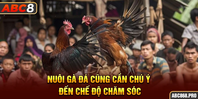 nuoi-ga-da-cung-can-chu-y-den-che-do-cham-soc